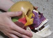 In-zich-t | Cranio - De schedel